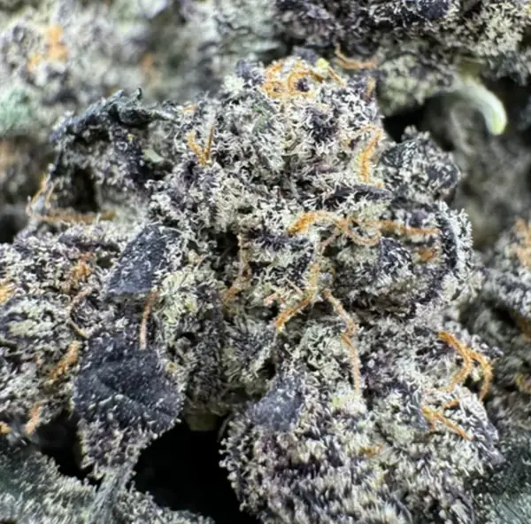 Astro Warrior – Cali Brick