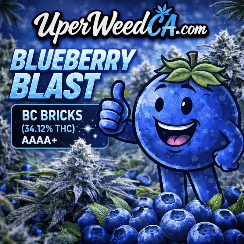 Blueberry Blast BC Bricks photo 1
