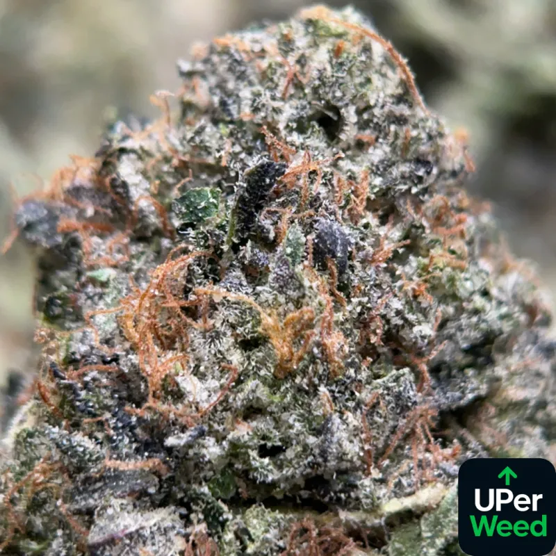 King Louis XIII photo 1