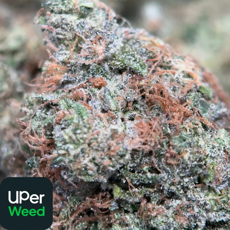 Astro Blackhole Indica photo 1